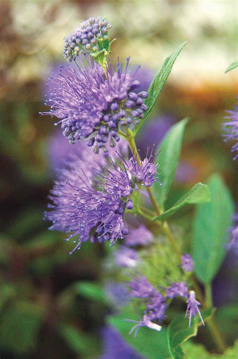 Bluebeard