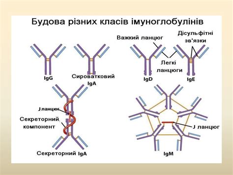 Антигени. Антигени мікробів. Антитіла. Клітинна кооперація в імунній ...