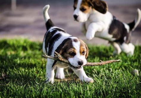 Akc Beagle Puppies For Sale | PETSIDI