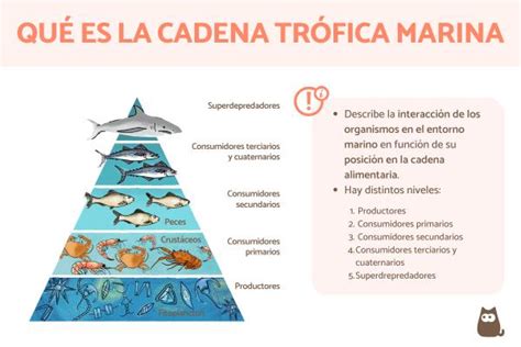 Cadena Trófica Marina Qué Es Y Ejemplos