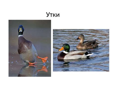Утки. Виды уток - презентация онлайн