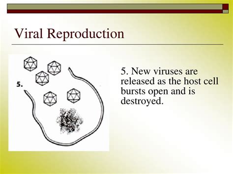 Ppt Viruses And Bacteria Unit Lesson Powerpoint Presentation