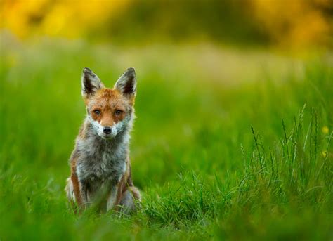 examples  life simplicable