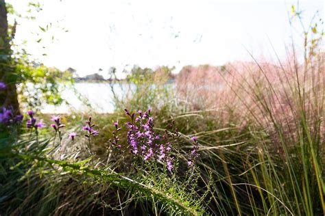 Blazing Star, Gayfeather - Charleston Parks Conservancy