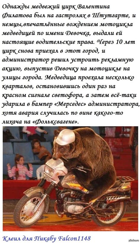 Медведь на мотоцикле | Пикабу