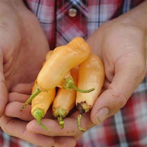 Sugar Rush Peach Hot Pepper Seeds Baker Creek Seeds