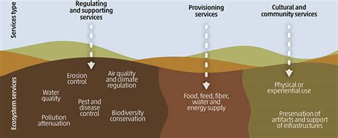 Effects Of Soil Pollution On Biodiversity