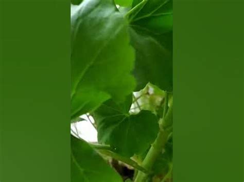 калачик - YouTube