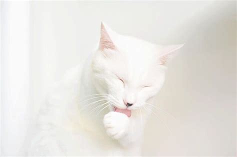 Alergi Bulu Kucing Penyebab Gejala Dan Perawatan Kucingmania