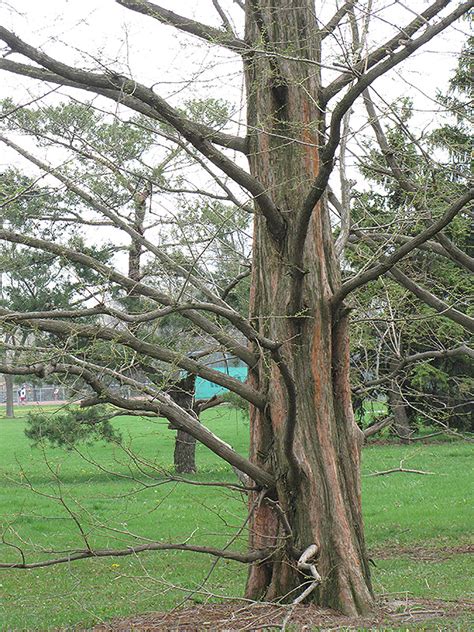 Dawn Redwood Metasequoia Glyptostroboides In Oklahoma City Edmond