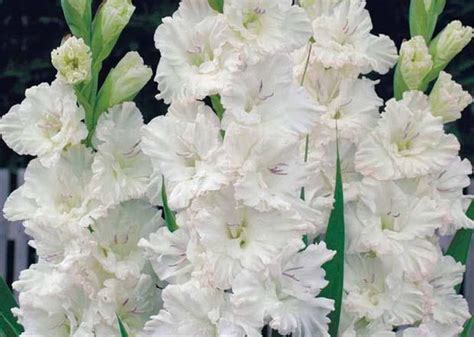 Цветок гладиолус фото, гладиолусы в ландшафтном дизайне, фото сада