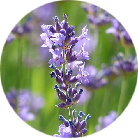 Lavendel Verzorging Tips Informatie Planten Nl