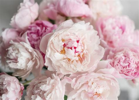 Пионы обои - 54 фото