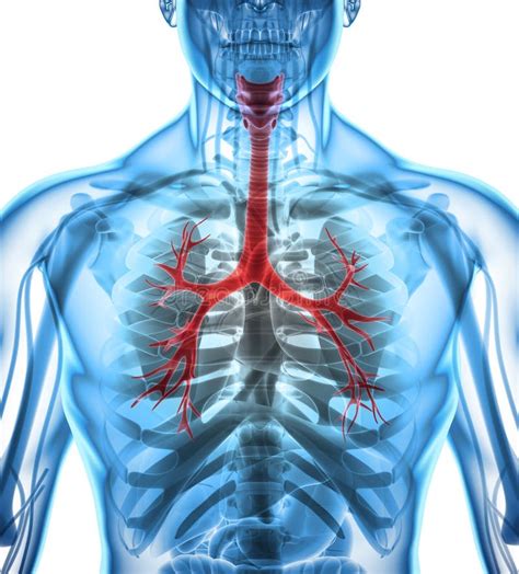 Illustration 3D Von Kehlkopf Trachea Bronchien Stock Abbildung