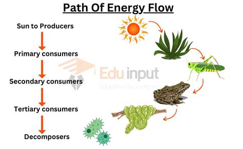 Energy Flow In Ecosystem