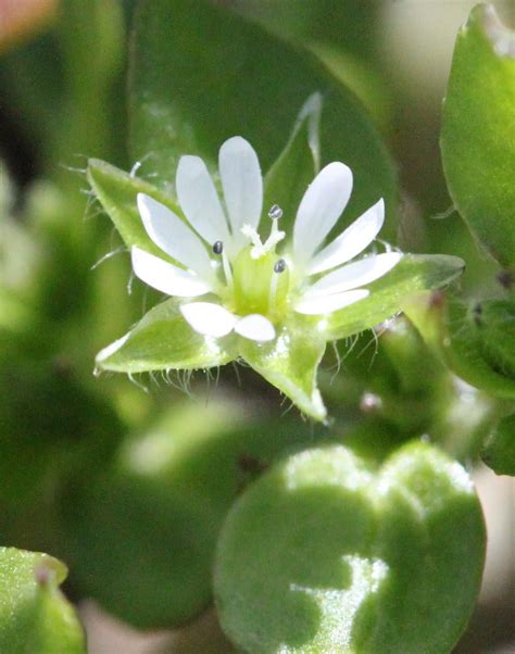 Common Chickweed Cornell Weed Identification