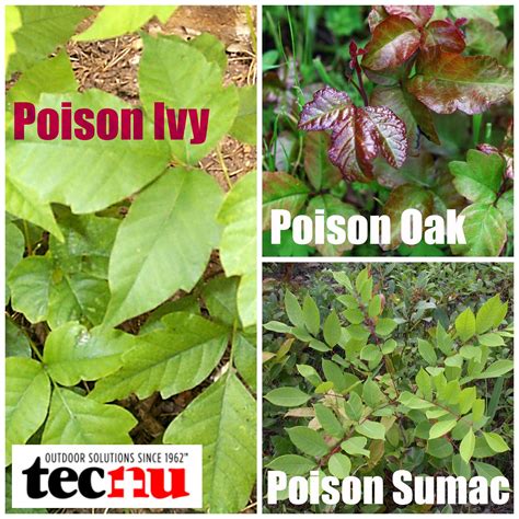 What Are The Different Types Of Poison Ivy at Harrison Fitch blog