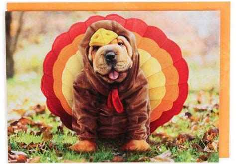 Thanksgiving Puppy Wallpaper