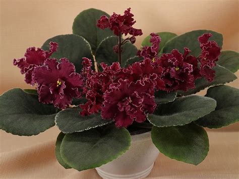 НК-Танго на Углях Стандарт коллекционер Копейкина Т.Н. | Африканская ...