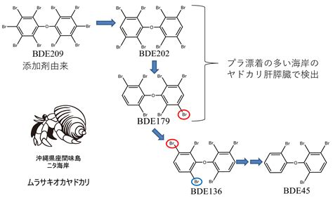 研究内容│fsi海洋プラスチック研究