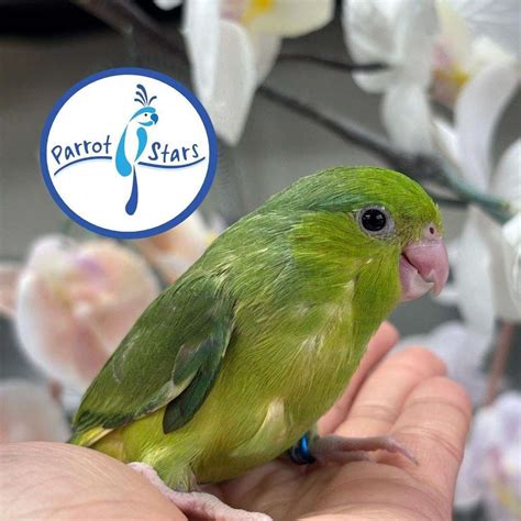 baby green pied pacific parrotlet   parrot stars