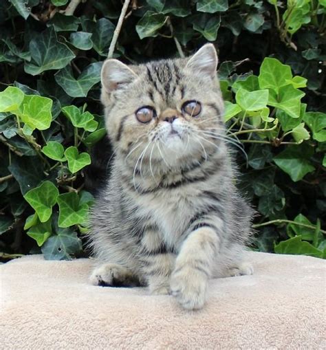 Exotic Shorthair Persian Kittens Available! 9/28/19 - Claz.org