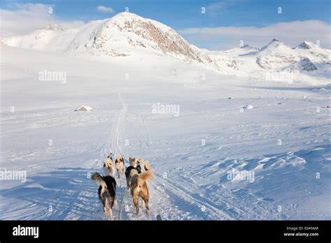Dog Sledding E Greenland Stock Photo Alamy