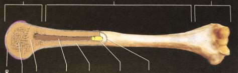 internal structure  bone diagram quizlet