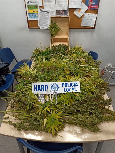 La Polic A Halla Cien Plantas De Marihuana En La Fuente Del Moro