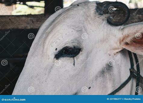 ongole crossbred cattle  javanese   white   bos taurus