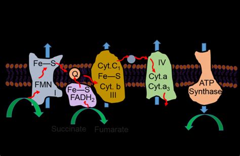 3. Schematic representation of the inner membrane of mitochondria ...