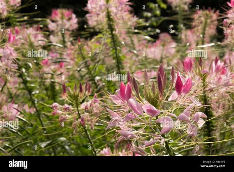 Cleome Rose Queen Tarenaya Hassleriana Stock Photo Alamy