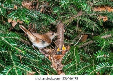 618 Common nightingale Images, Stock Photos & Vectors | Shutterstock