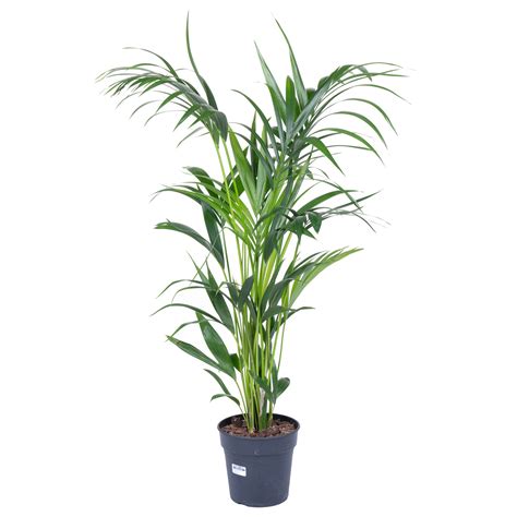 Ховея Форстериана D-21 H-110 – купить с доставкой по Москве, СПб и России