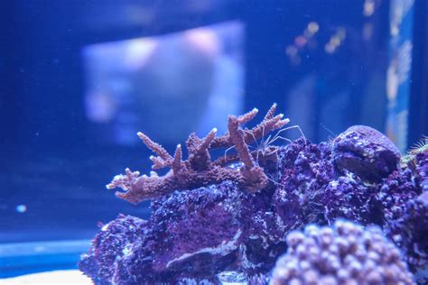 Download Staghorn Coral Aquarium Display Wallpaper | Wallpapers.com