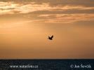 Pelecanus Rufescens Pictures Pink Backed Pelican Images Nature