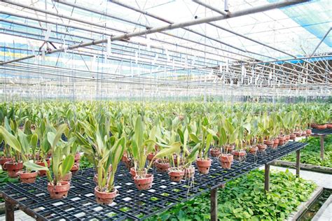 Orchid nursery farm 943407 Stock Photo at Vecteezy