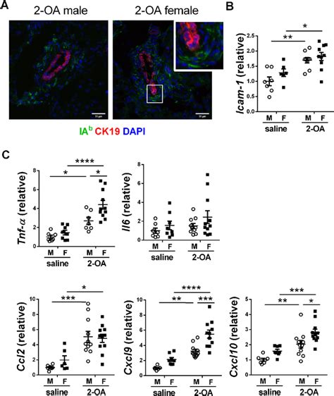 Adhesion Molecules And Cytokineschemokines Of Becs In Aic Mice Male