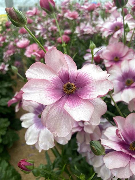 Ranunculus Butterfly™ Thiva Dutchgrown™