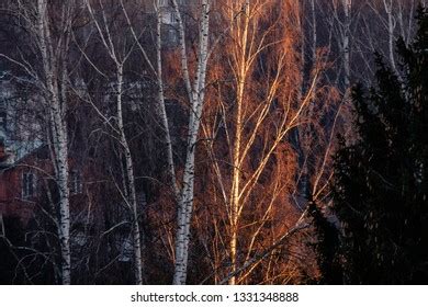 Naked Birches Images Stock Photos Vectors Shutterstock