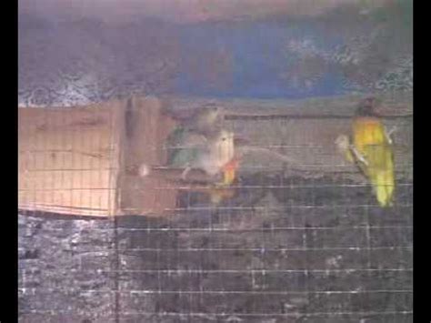 Love Bird Sex YouTube