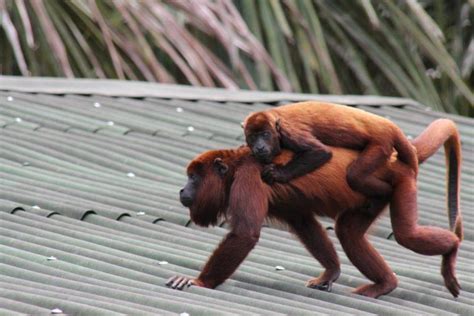 17 Wild Animals In Venezuela Wildlife In Venezuela Kevmrc