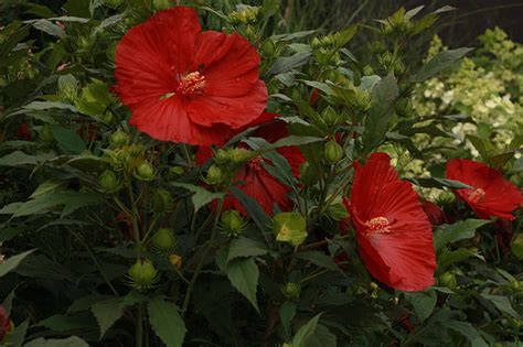 Гибискус Травяной ?: характеристика, описание сорта, фото, посадка и ...