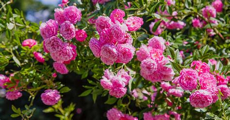 How To Grow Roses Gardener’s Path Make House Cool