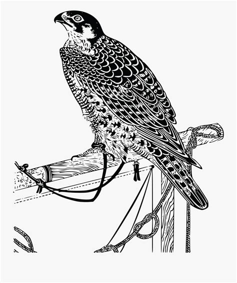 Falcon Line Drawing Realistic Free Transparent Clipart Clipartkey