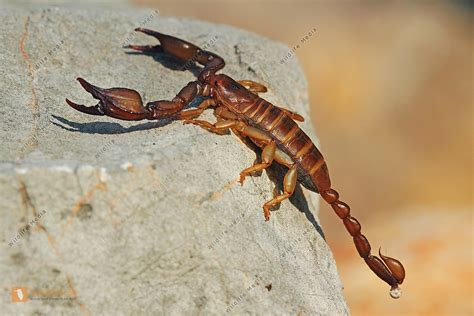 europÃ¤ischer skorpion Bilder - Wildlife Media Bildagentur - Natur und ...