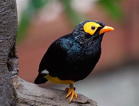 Le Mino De Dumont Mino Dumontii Yellow Faced Myna