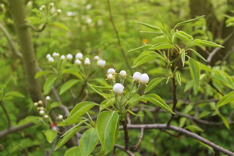 pear, Tree, Buds, Flowering, Blossom, Spring, Garden Wallpapers HD