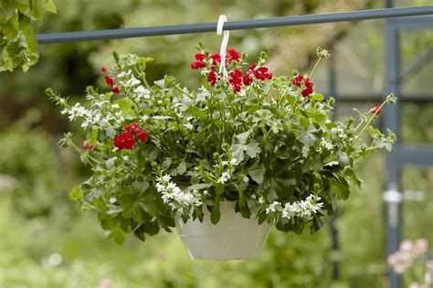 Pelargonie kwiaty idealne na balkon co posadzić przy pelargonii