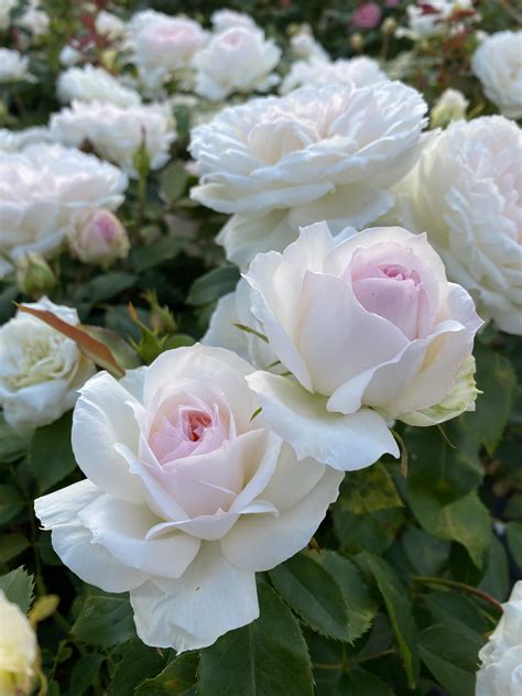 Stephanie Baronin Zu Guttenberg